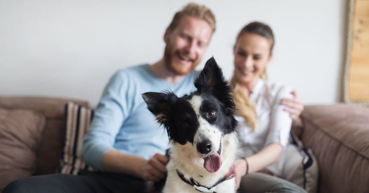 What is the Cost of Owning a Pet?